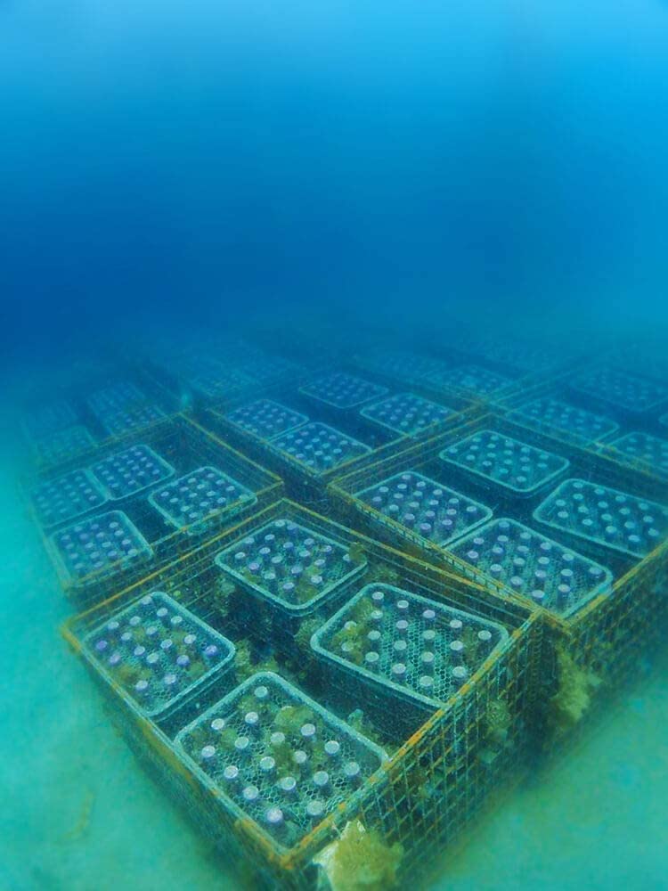 니시이즈 해저 숙성 와인 VOYAGE【샤토・퓨이그로 20XX】 750ml X 1병<br><small>西伊豆海底熟成ワインVOYAGE【シャトー・ピュイグロー 20XX】750ml  X 1本</small>